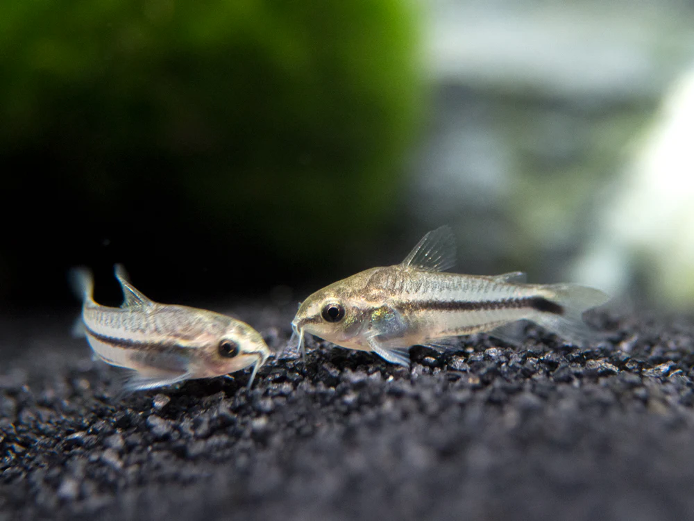 Pygmy Cory